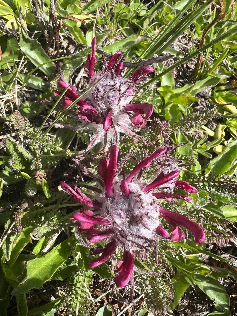 Pedicularis petiolaris — houseplant care guide