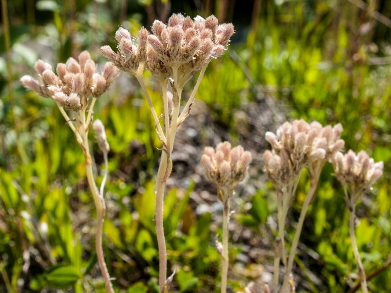 Antennaria neglecta flower