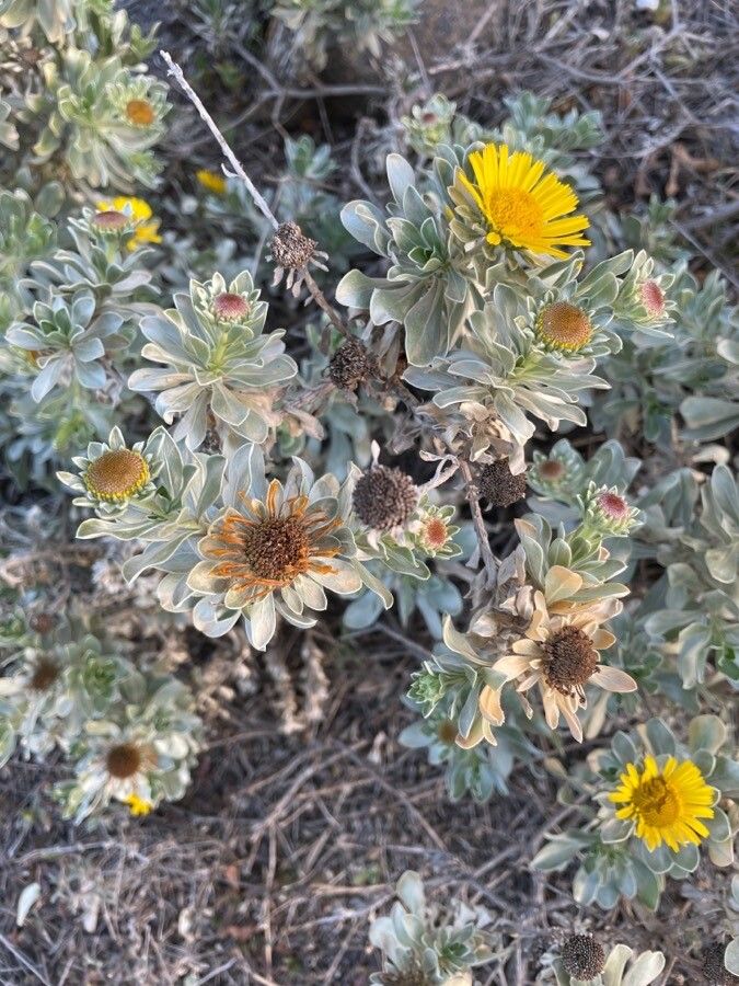 Nauplius intermedius flower