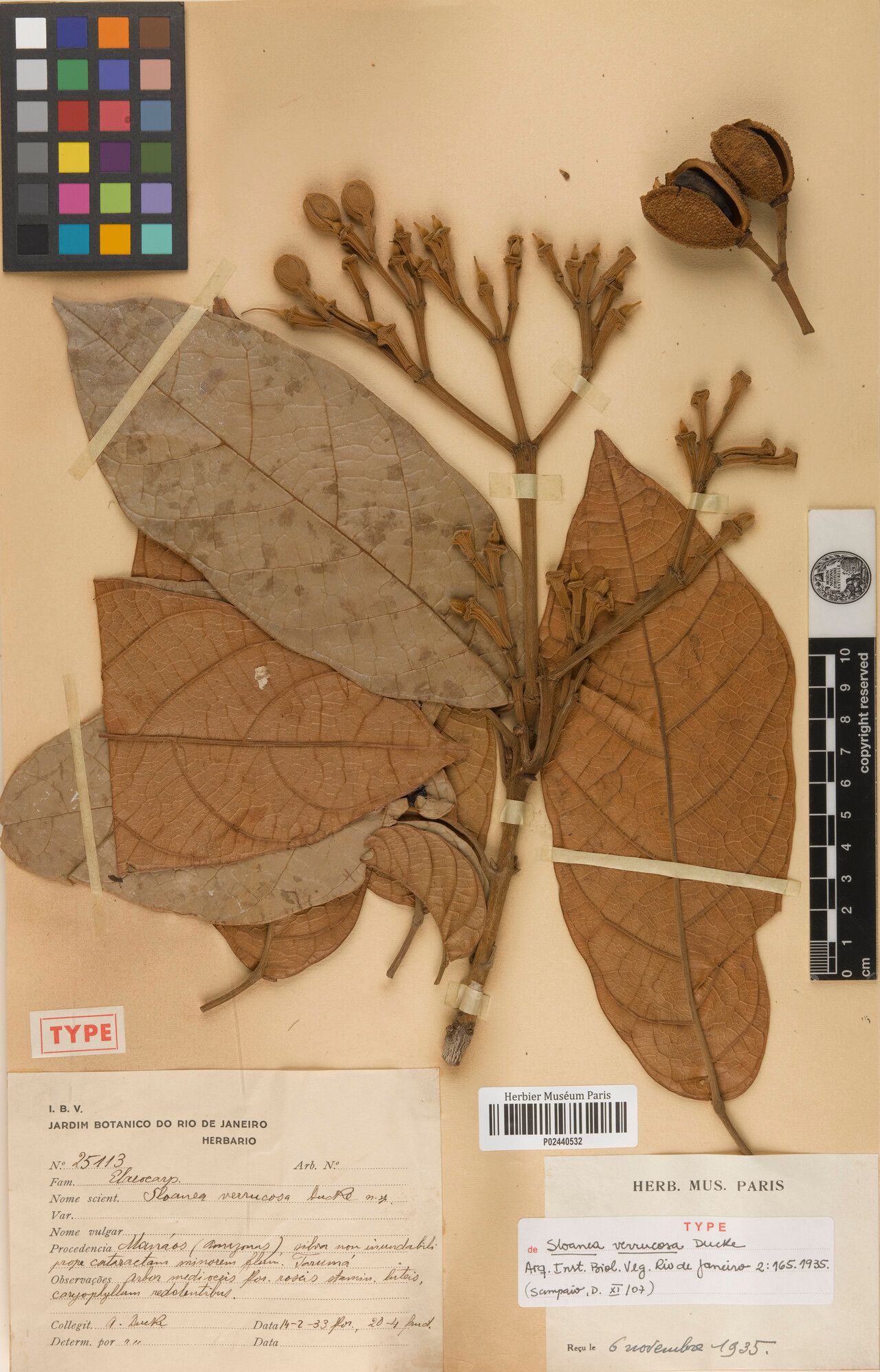 Sloanea schomburgkii fruit