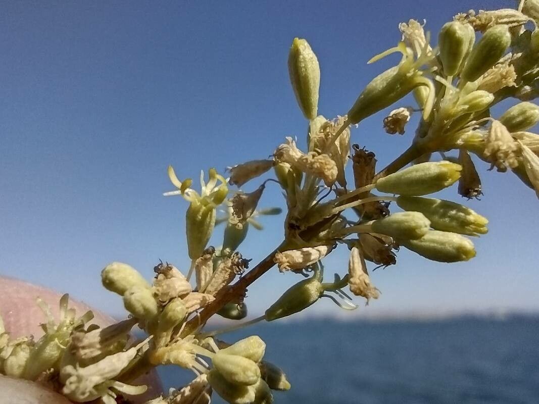Silene exaltata fruit