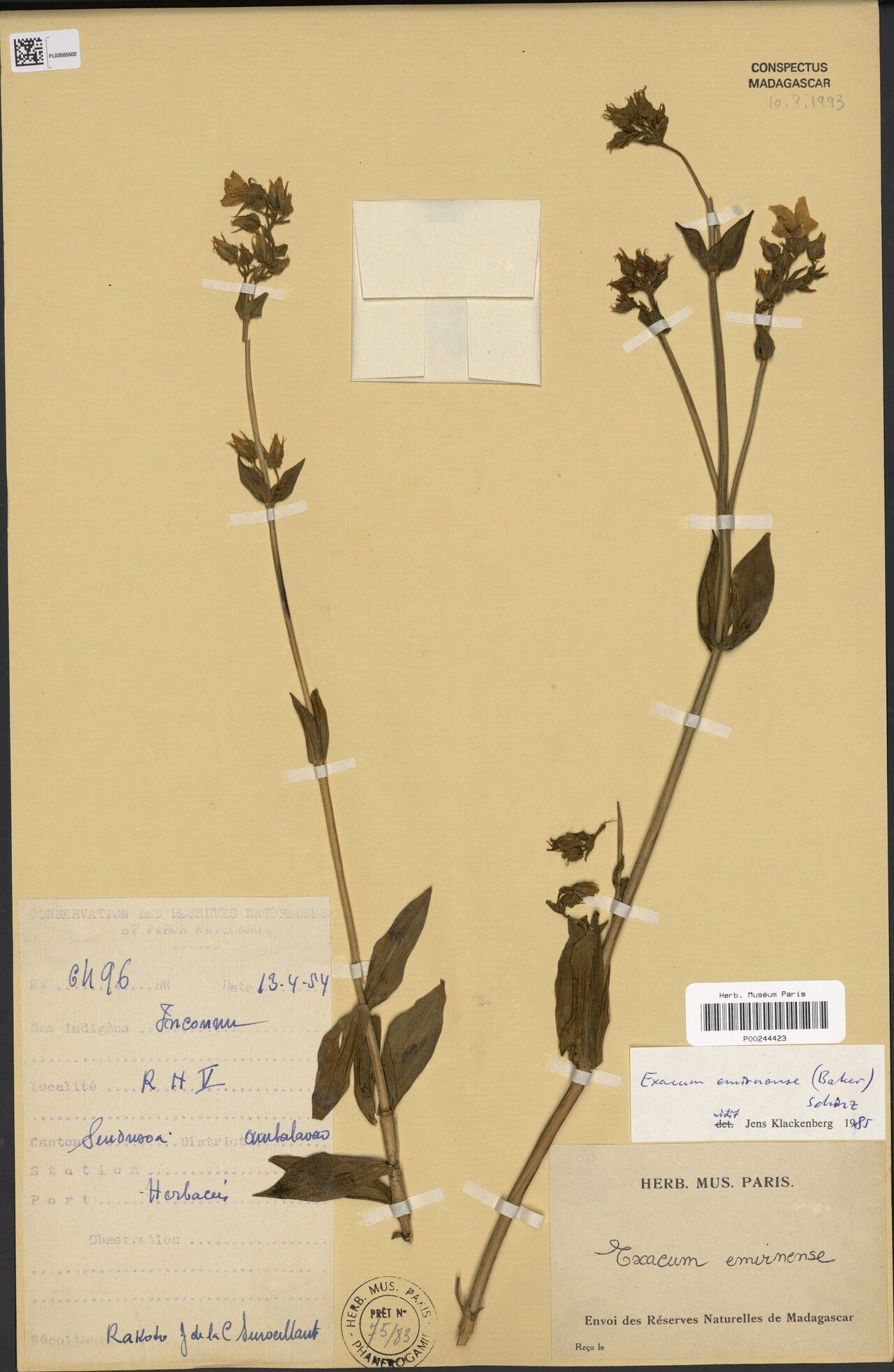 Exacum emirnense — houseplant care guide