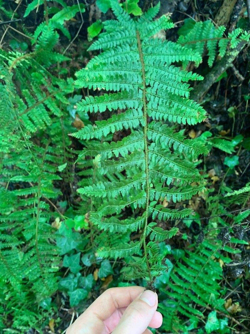 Polystichum setiferum flower