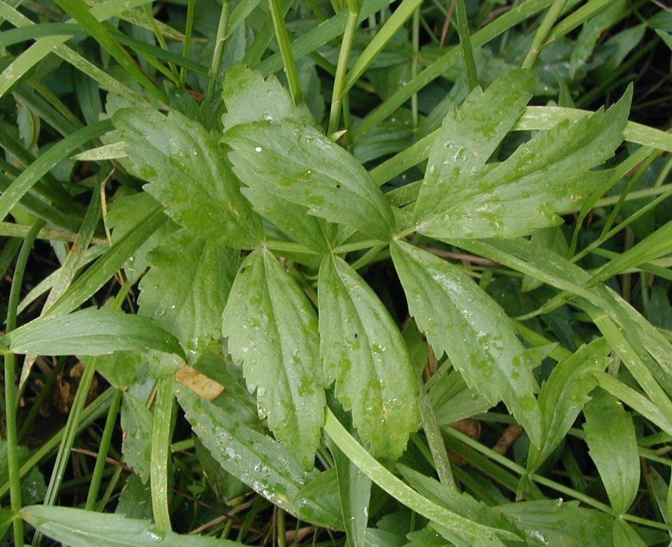 Oxypolis occidentalis habit