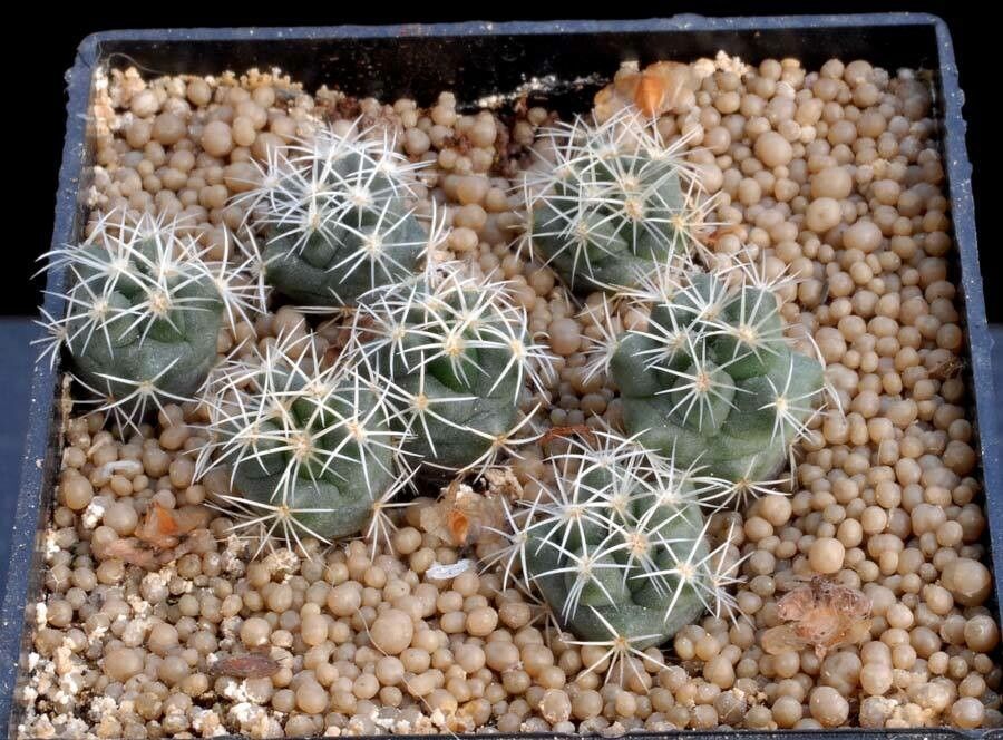 Coryphantha tripugionacantha habit