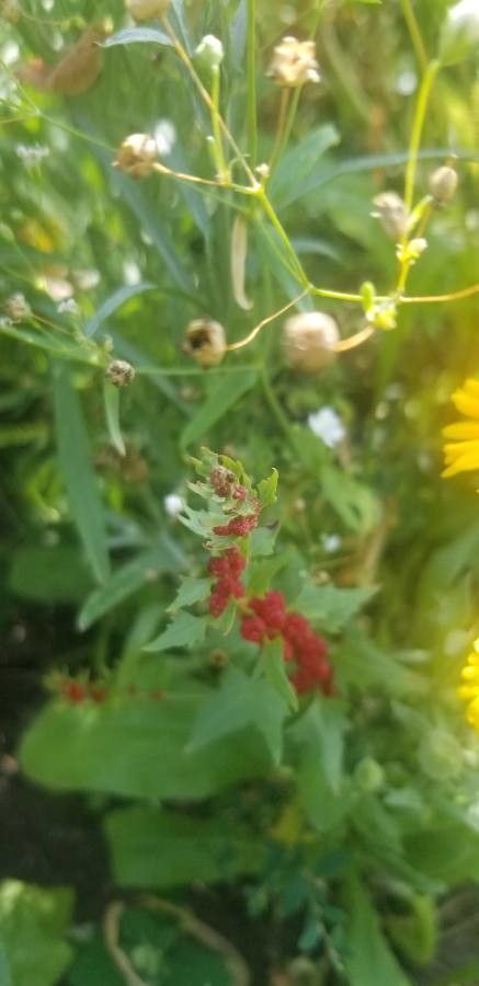 Chenopodium rubrum — search result for 'Chenopodium'