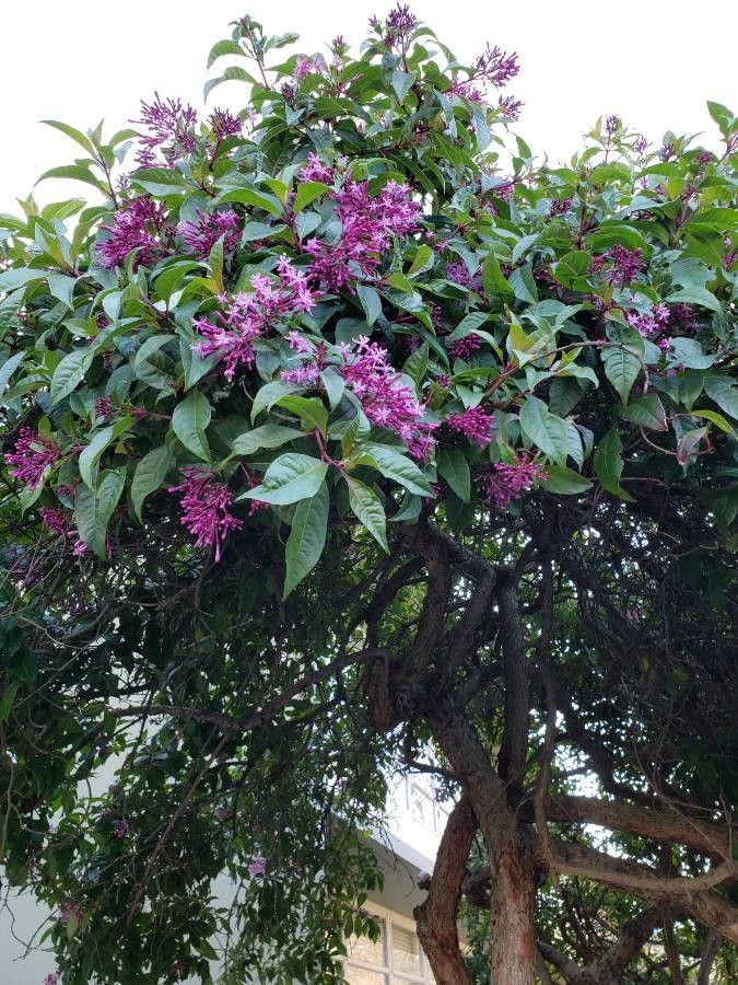 Fuchsia paniculata leaf