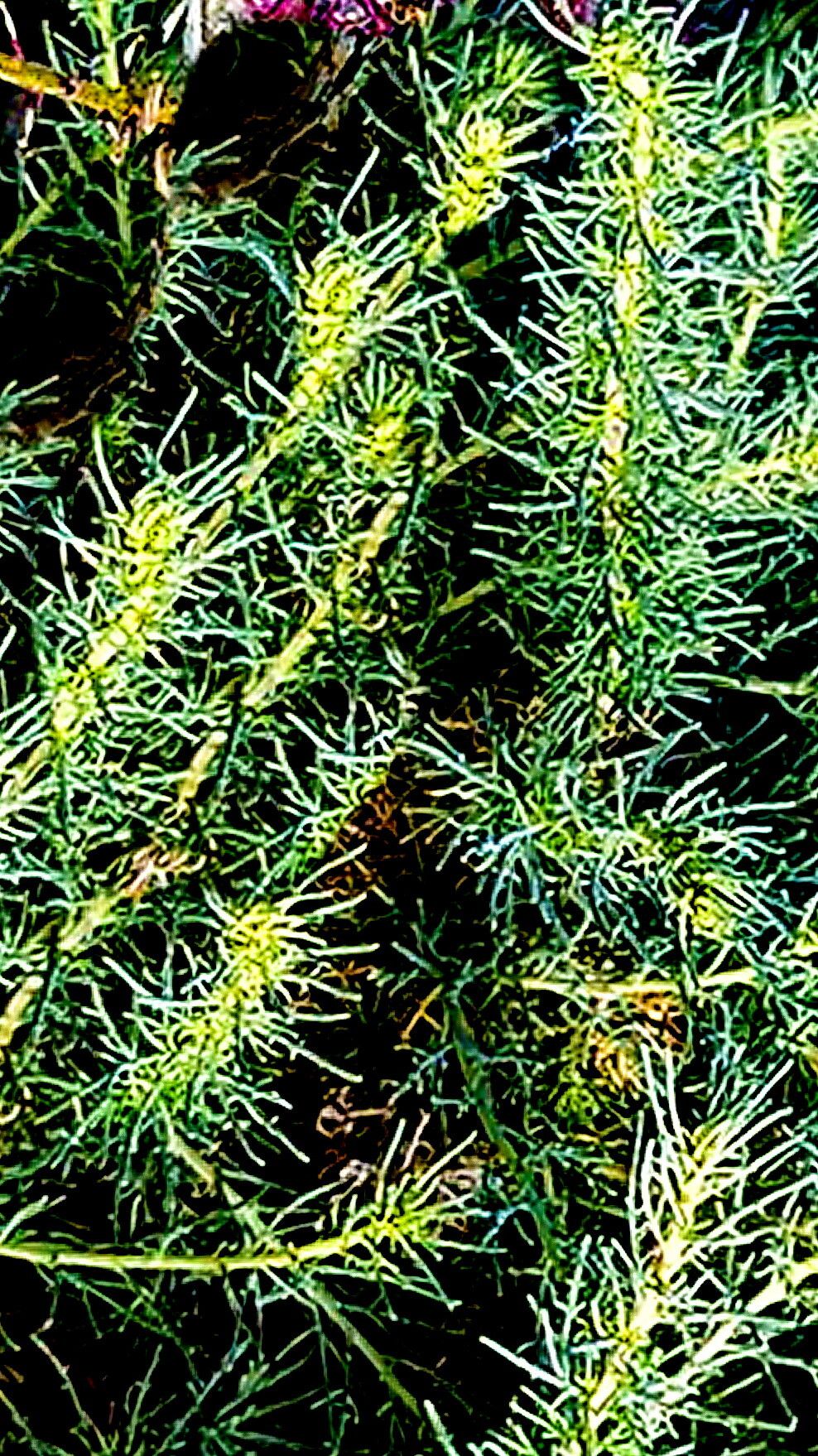 Ambrosia × platyspina — houseplant care guide