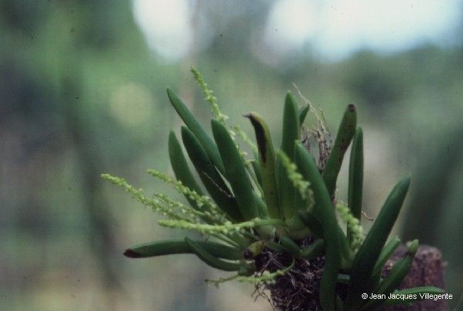 Phreatia pachyphylla — related species from the same genus