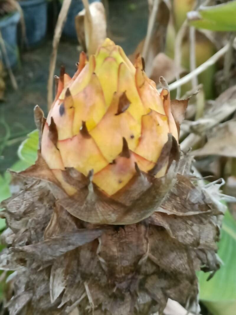 Musella lasiocarpa fruit
