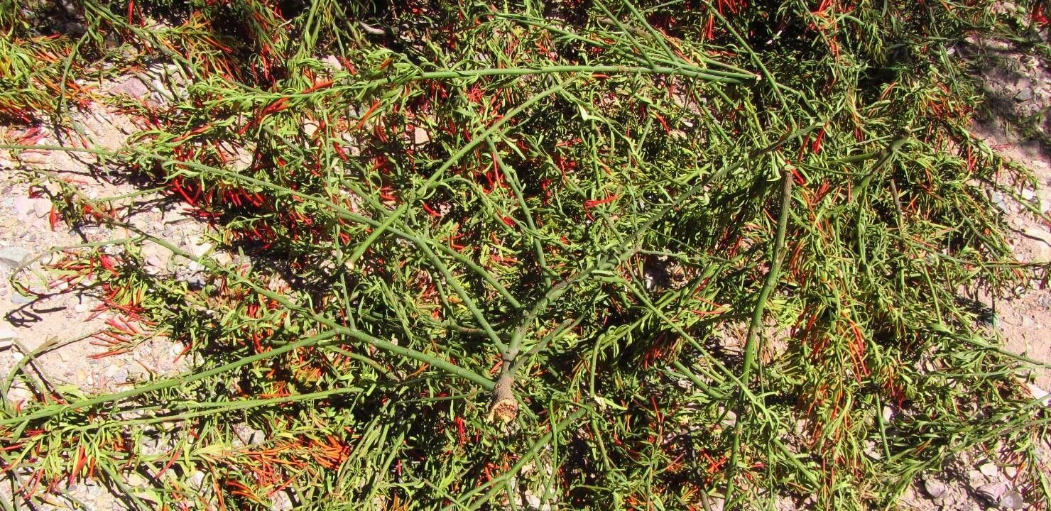 Ligaria cuneifolia — houseplant care guide