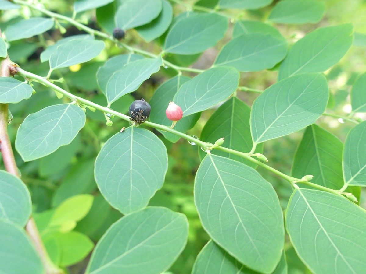 Breynia vitis-idaea fruit