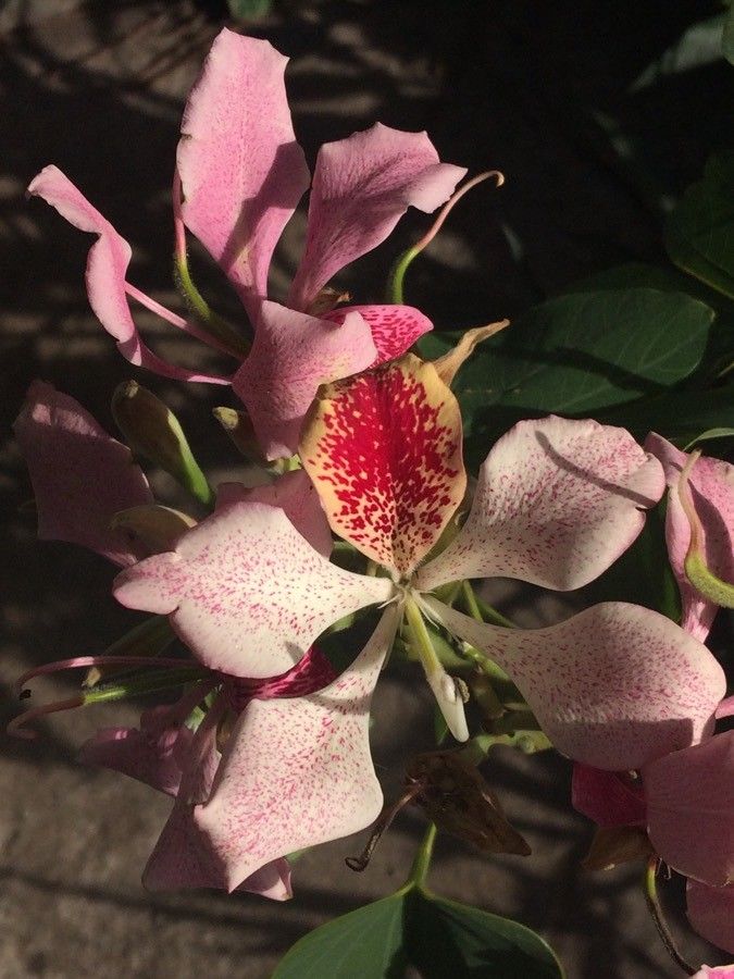 Bauhinia monandra flower