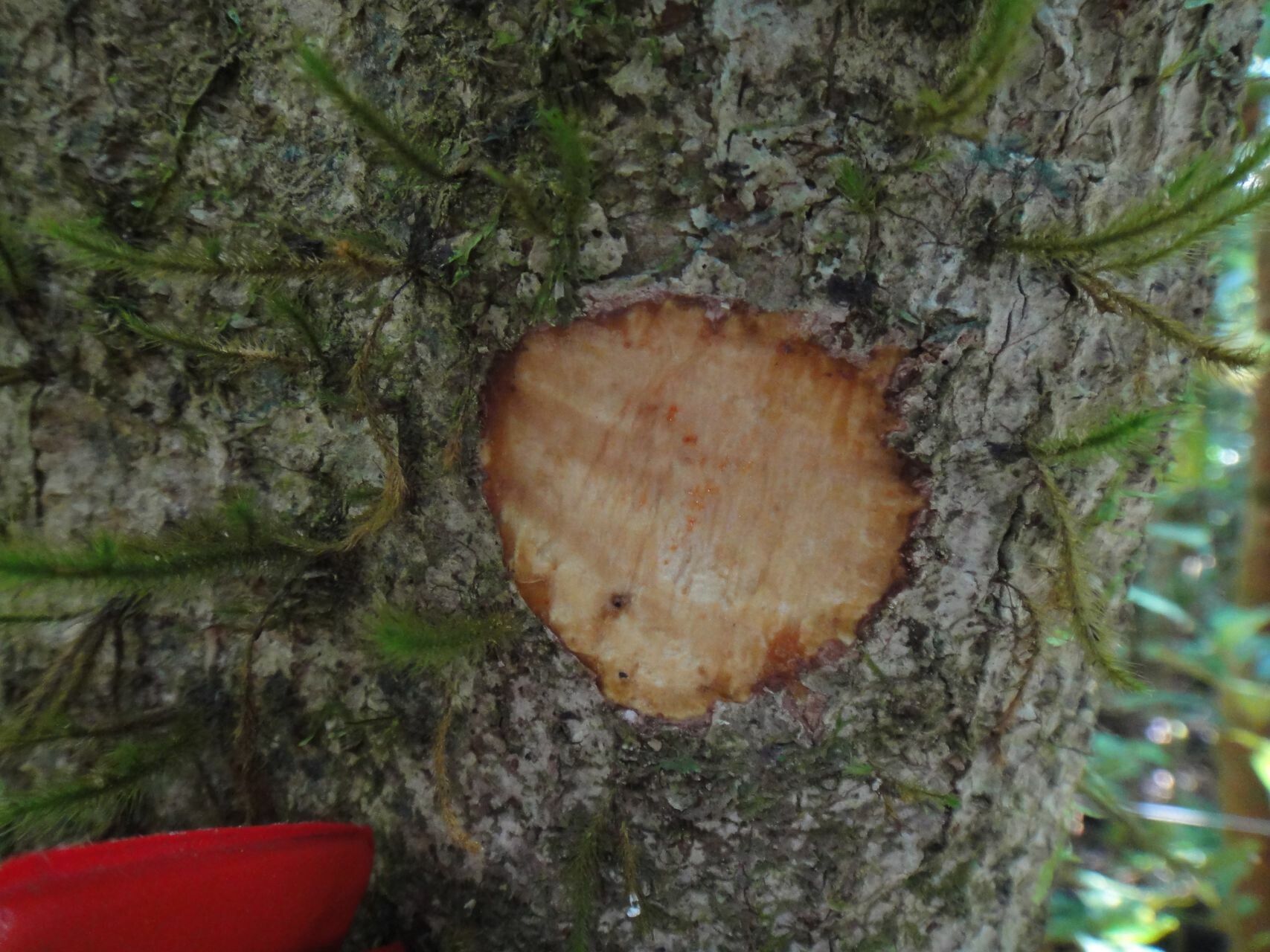 Schefflera vieillardii bark