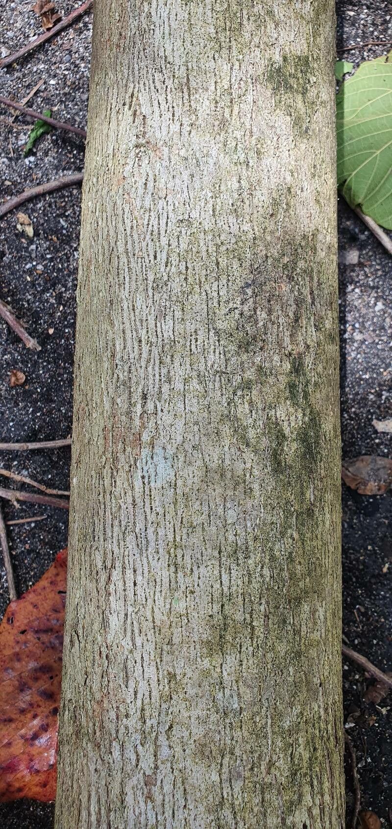 Kleinhovia hospita bark