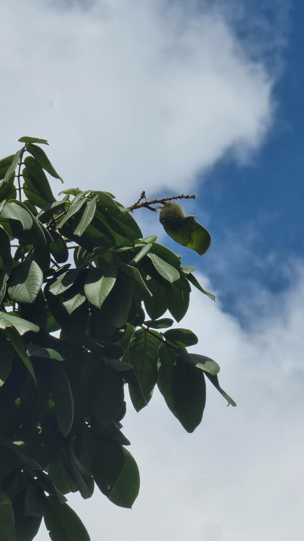 Centrolobium sclerophyllum fruit