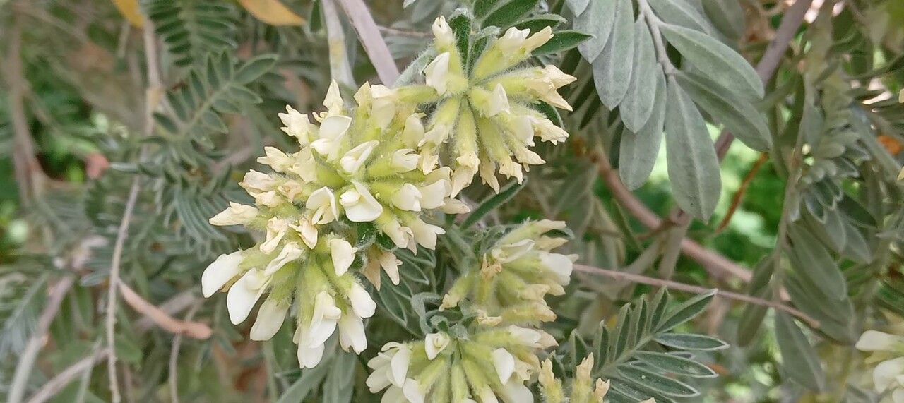 Anthyllis barba-jovis flower