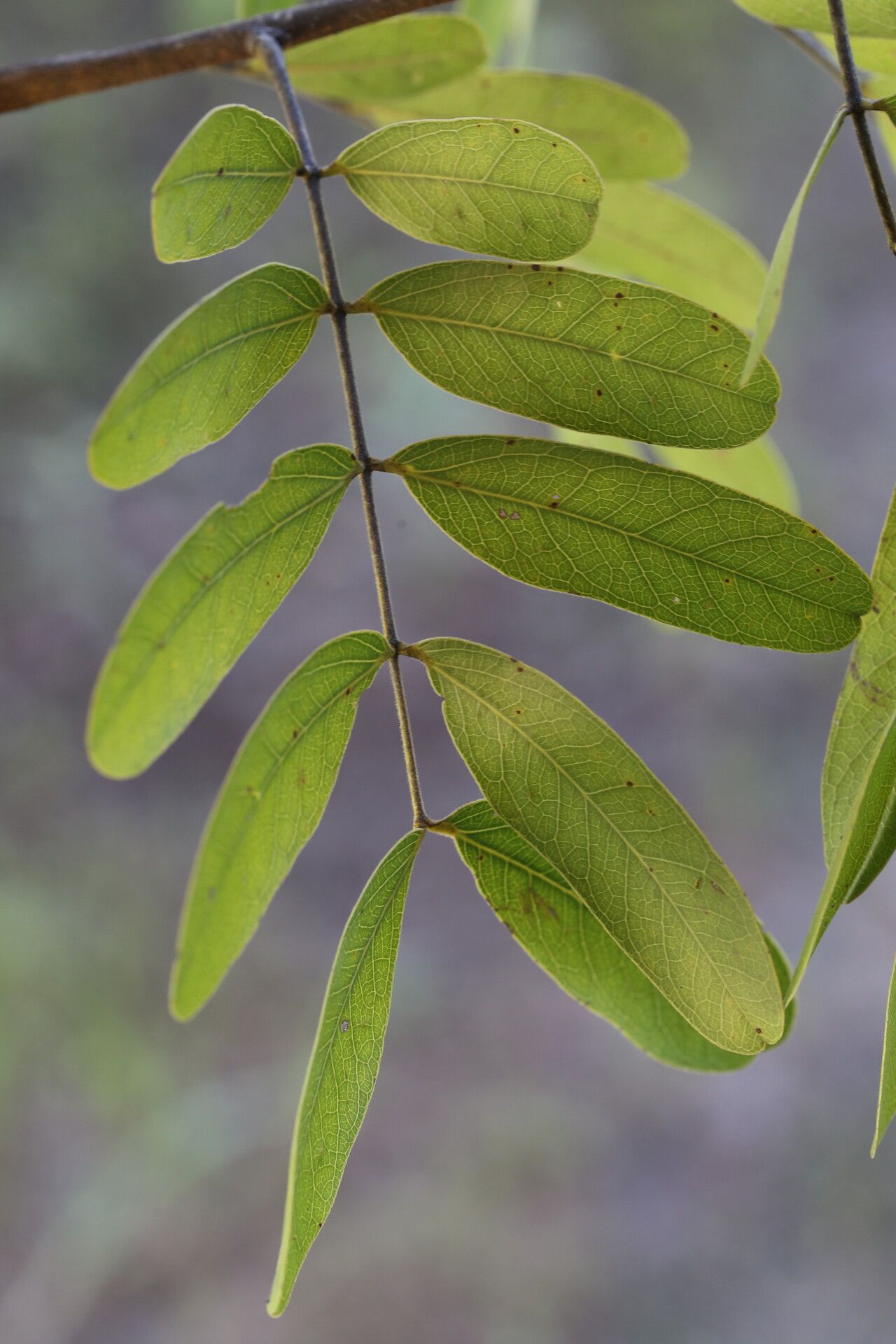 Julbernardia globiflora — related species from the same genus