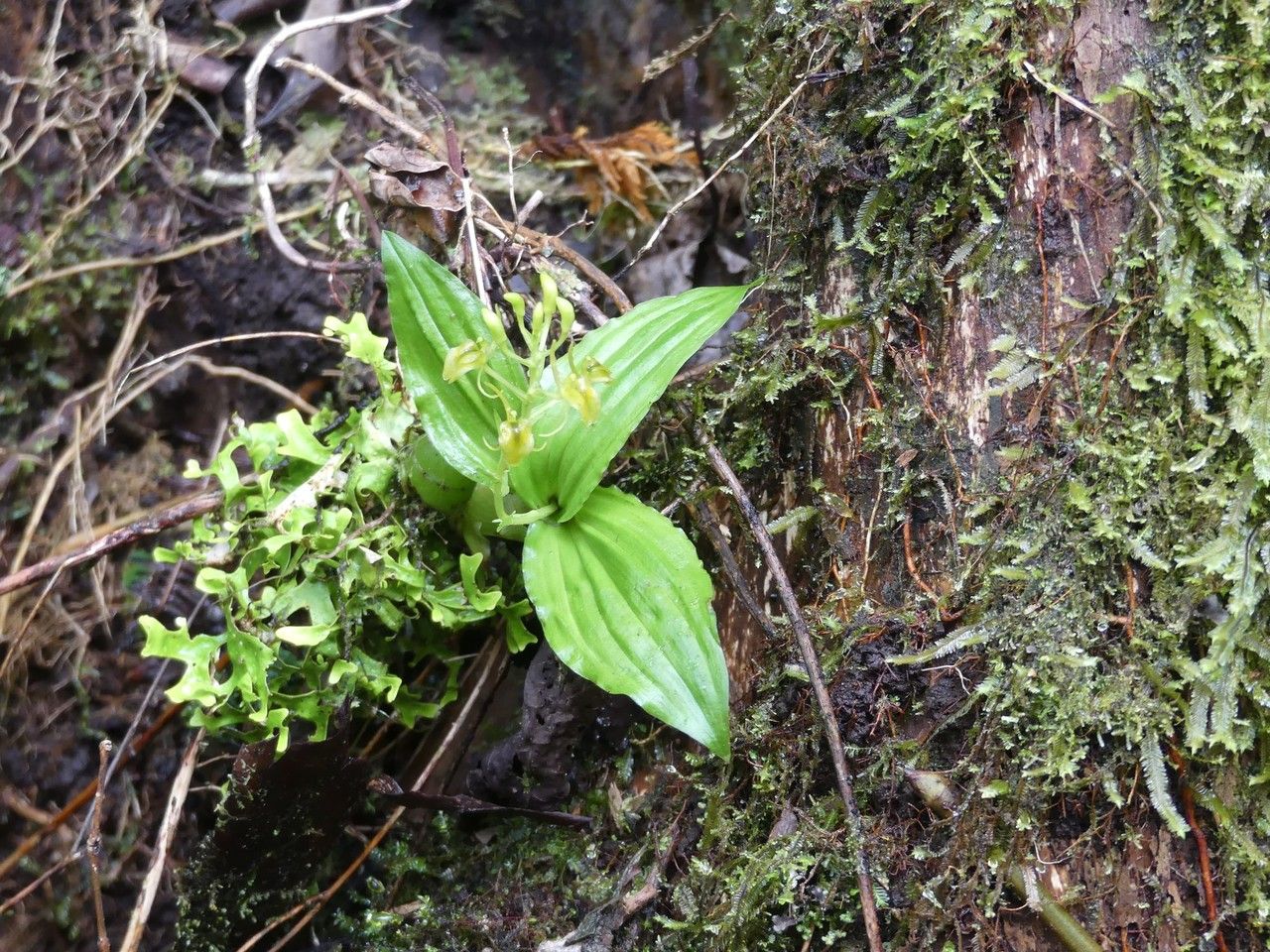 Liparis caulescens habit