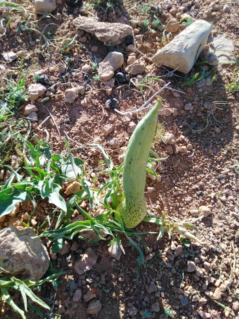 Eminium spiculatum other