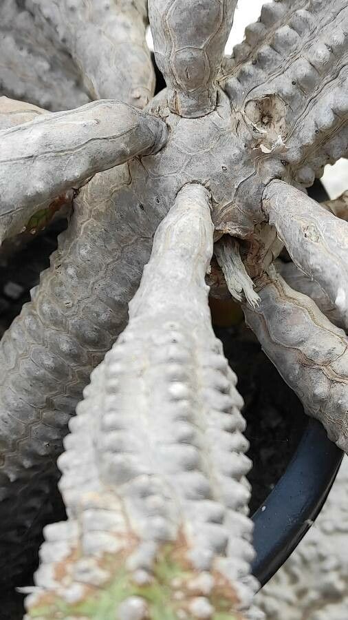 Euphorbia mammillaris bark