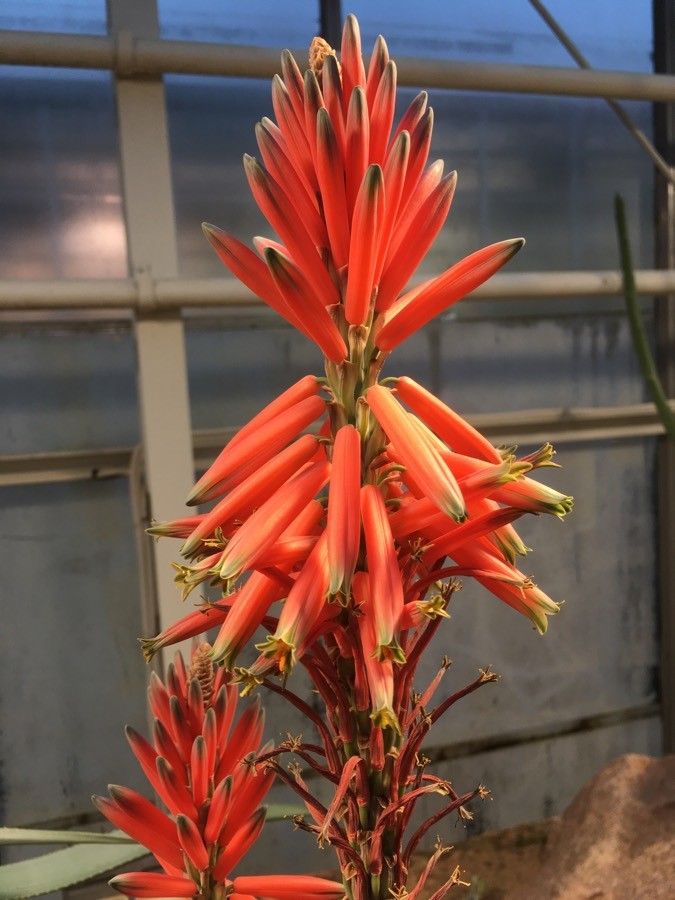 Aloe suprafoliata flower