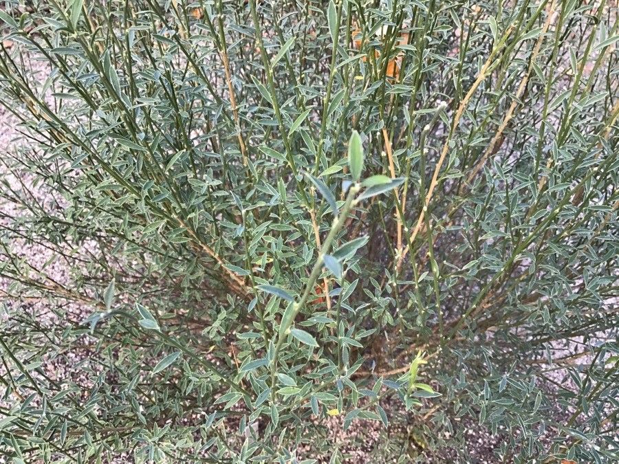 Genista tinctoria — search result for 'Genista'