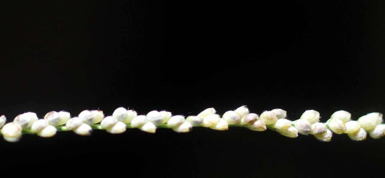 Paspalum paniculatum fruit