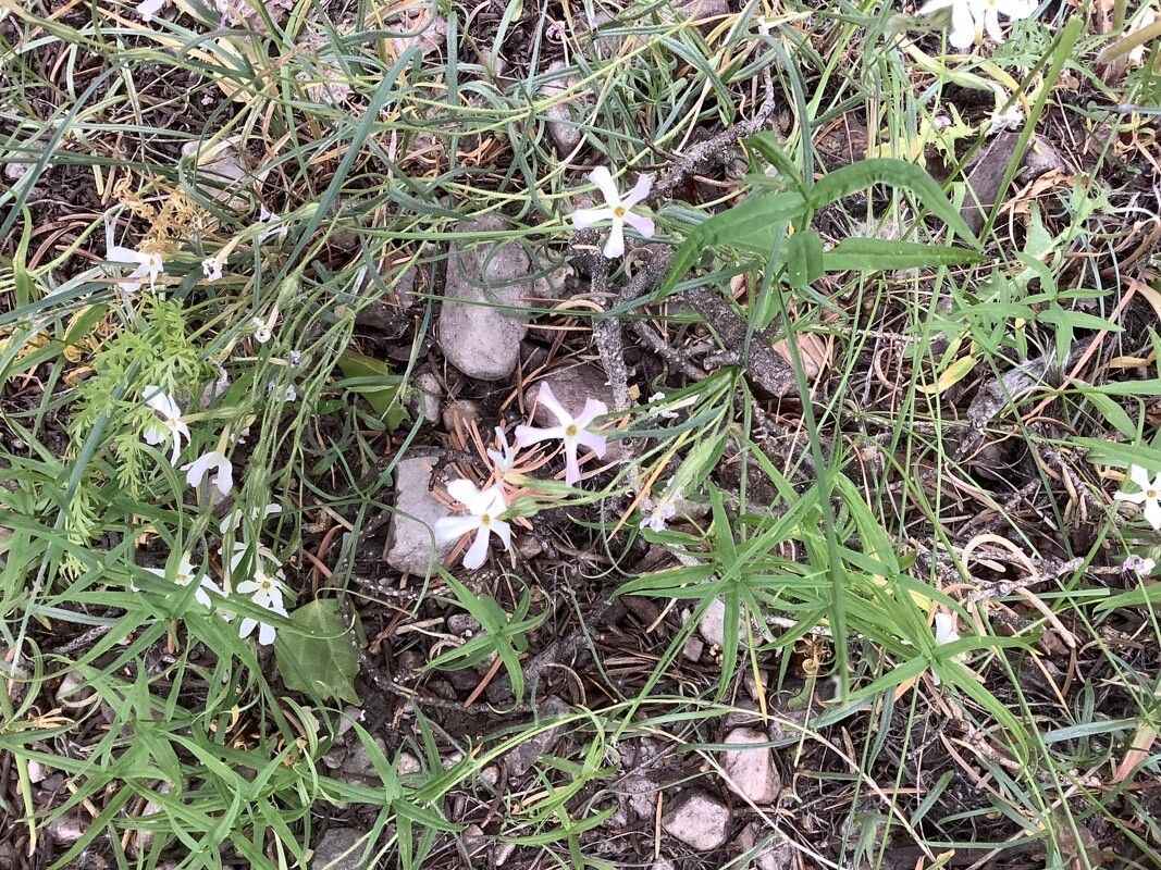 Phlox longifolia flower