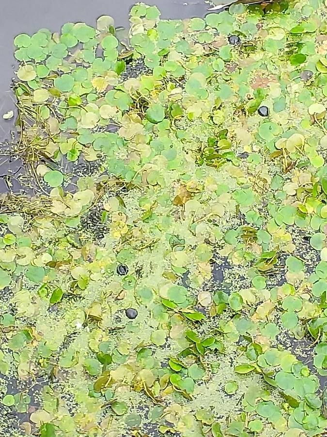 Hydrocharis morsus-ranae habit