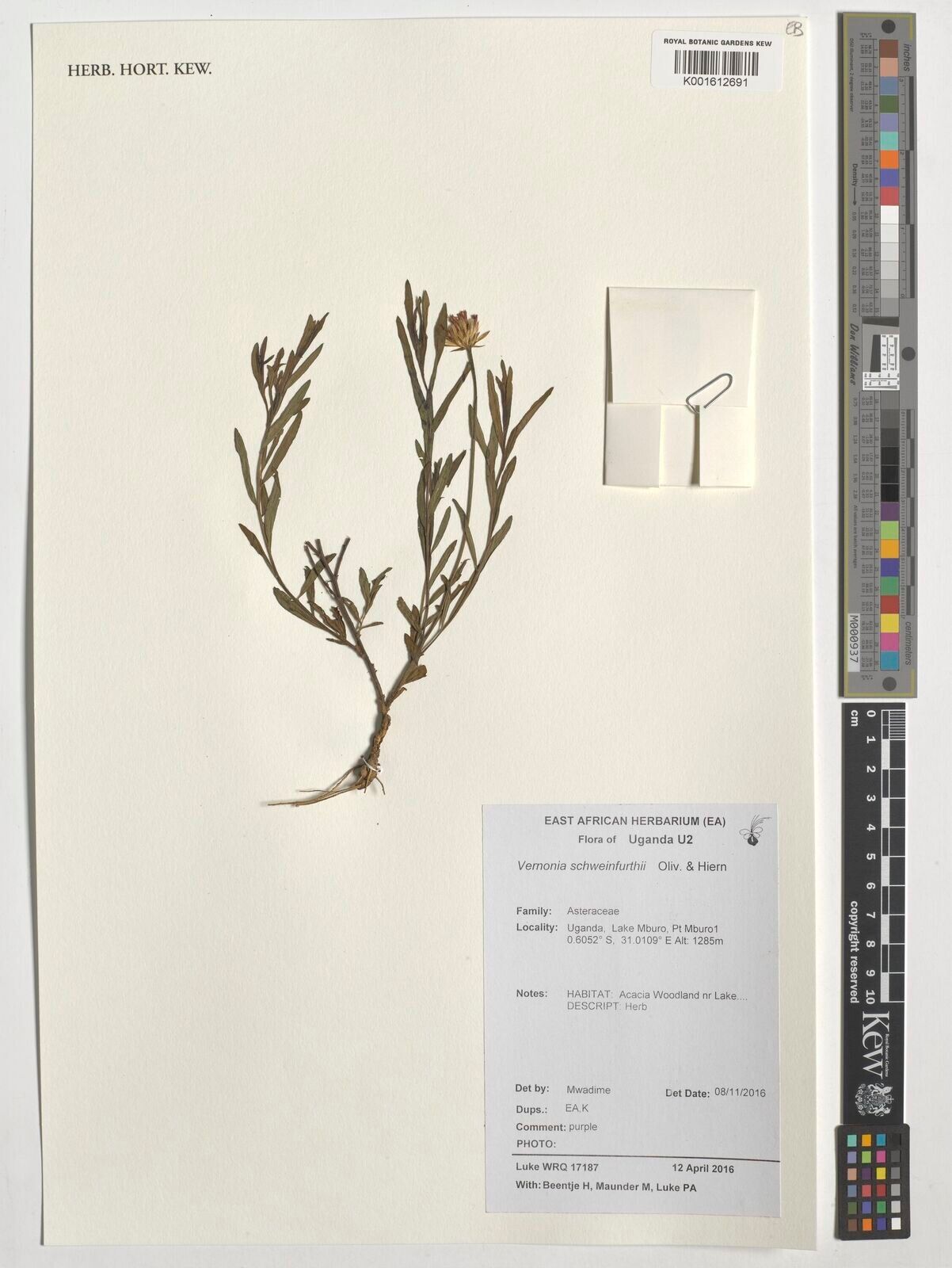 Vernonia schweinfurthii — houseplant care guide