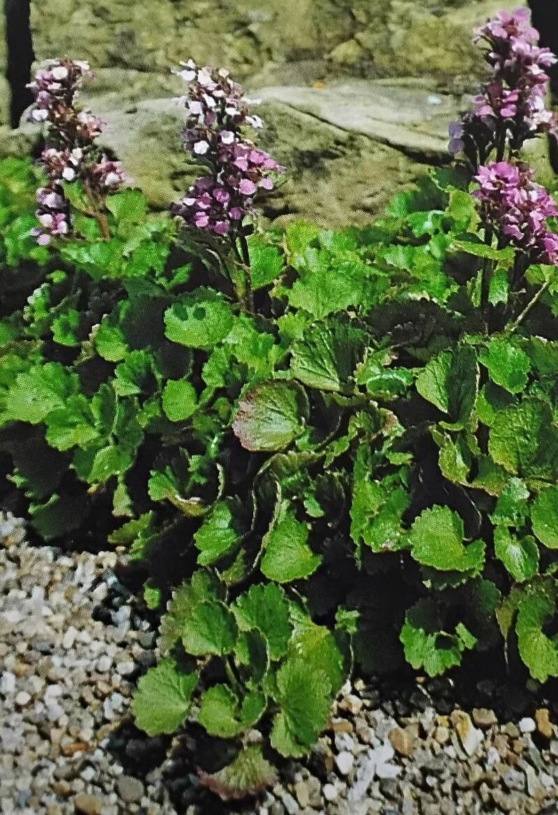 Telesonix jamesii habit