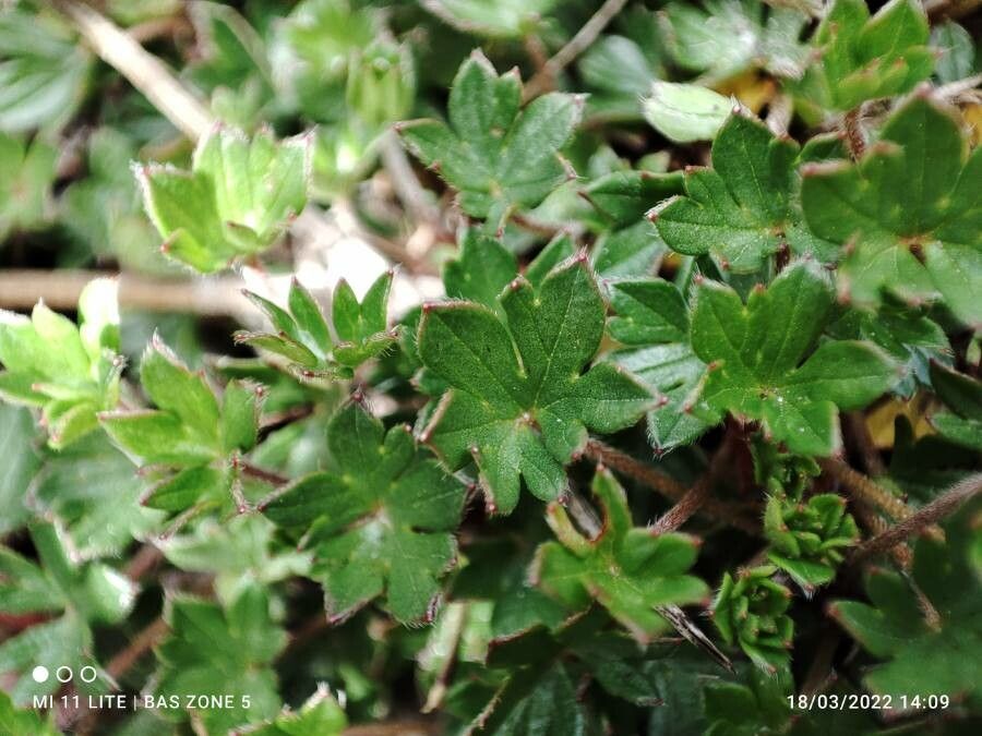 Geranium sibbaldioides — houseplant care guide