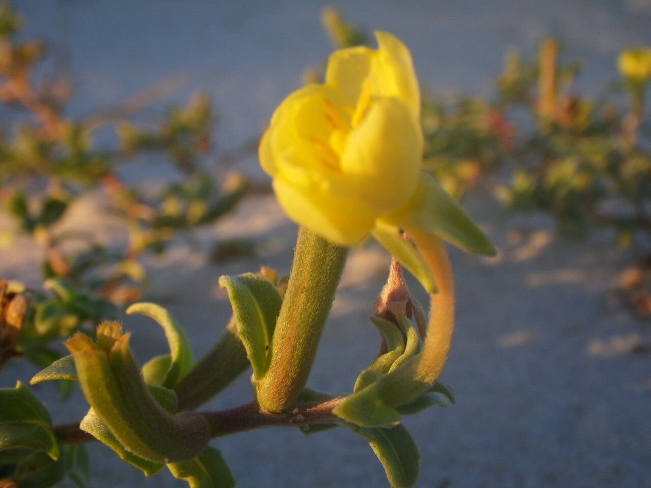 Oenothera humifusa — search result for 'Oenothera'