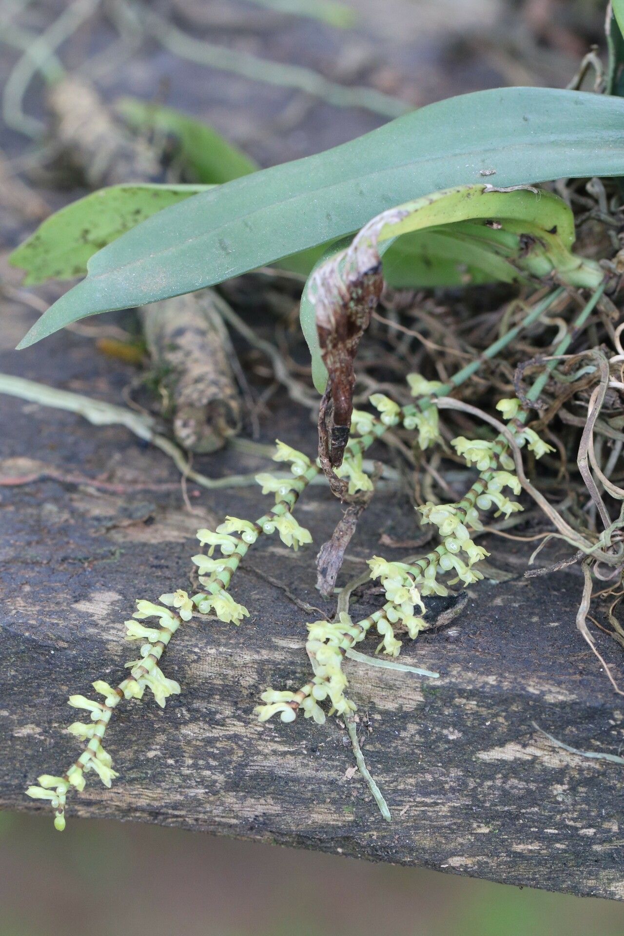 Diaphananthe spiralis habit