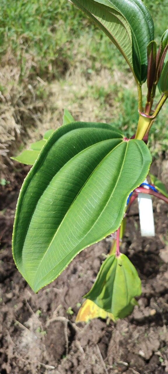 Meriania nobilis — related species from the same genus