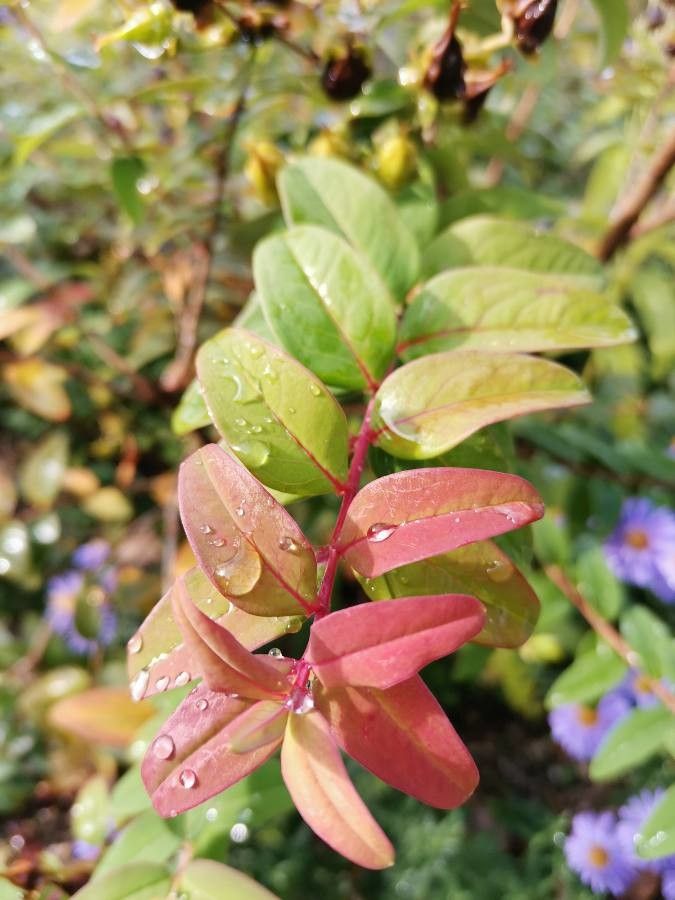 Hypericum hookerianum leaf