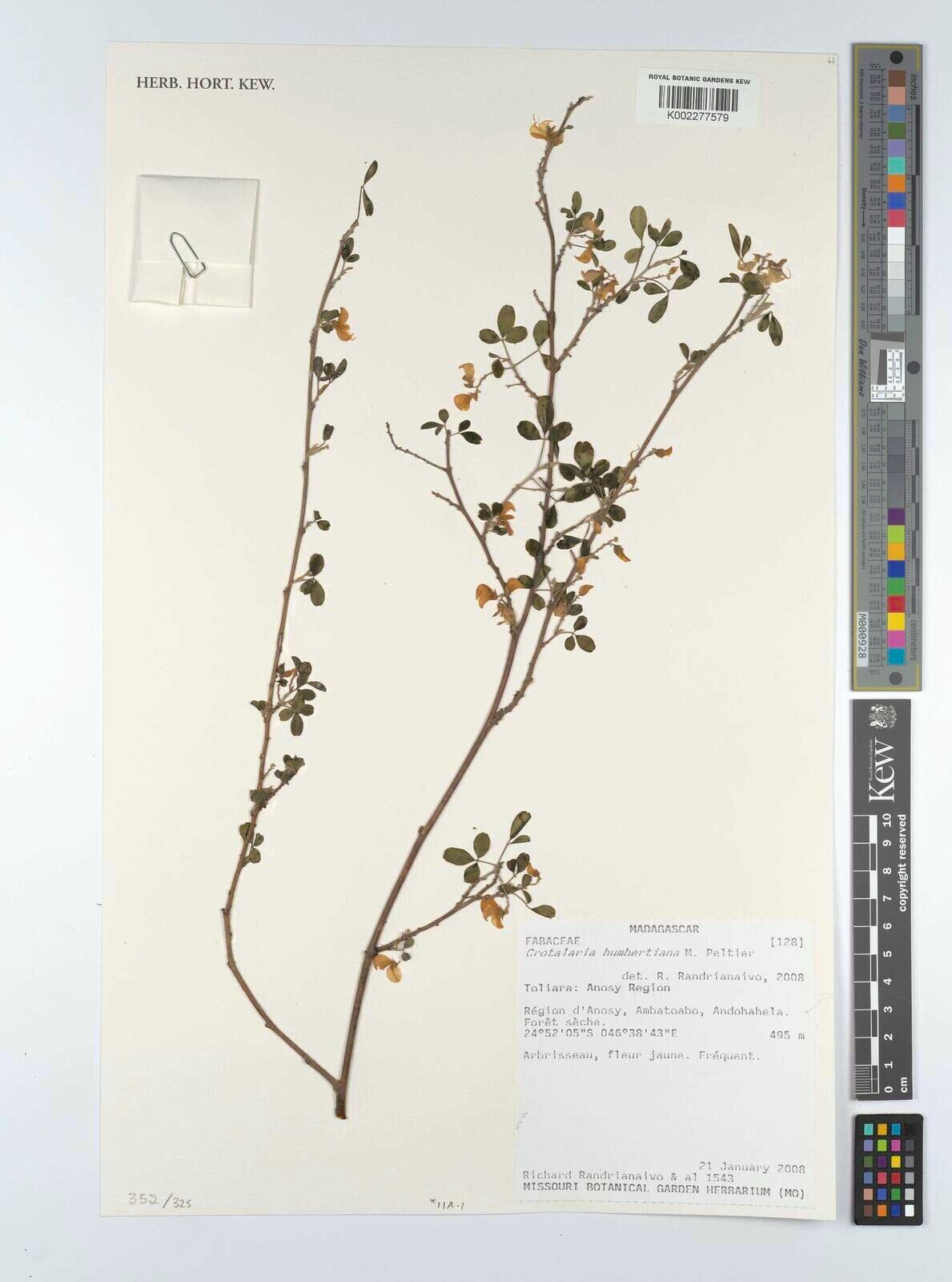 Crotalaria humbertiana — houseplant care guide