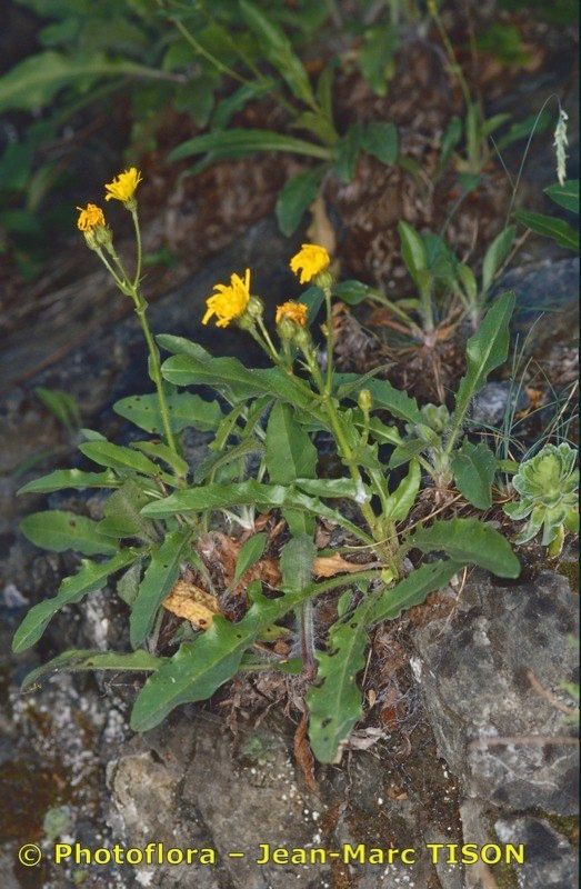 Hieracium legrandianum habit