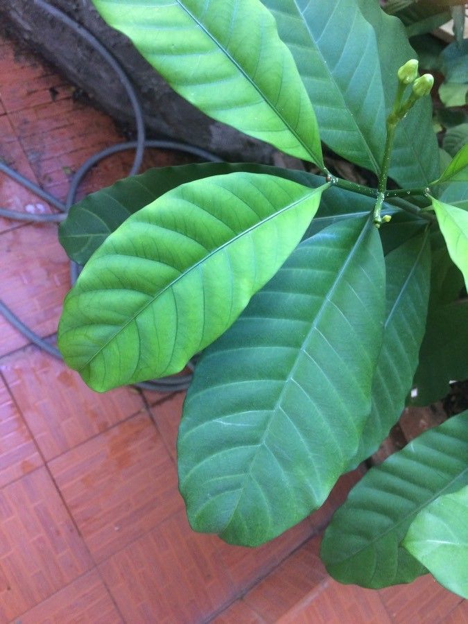 Tabernaemontana alba