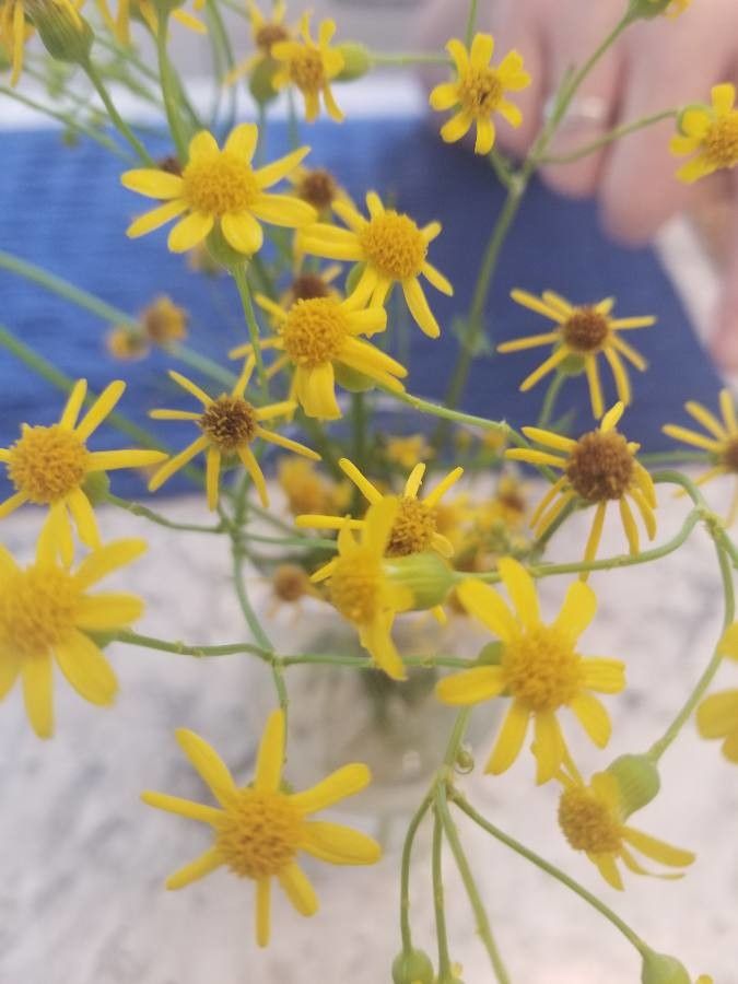 Senecio arizonicus — search result for 'Senecio'