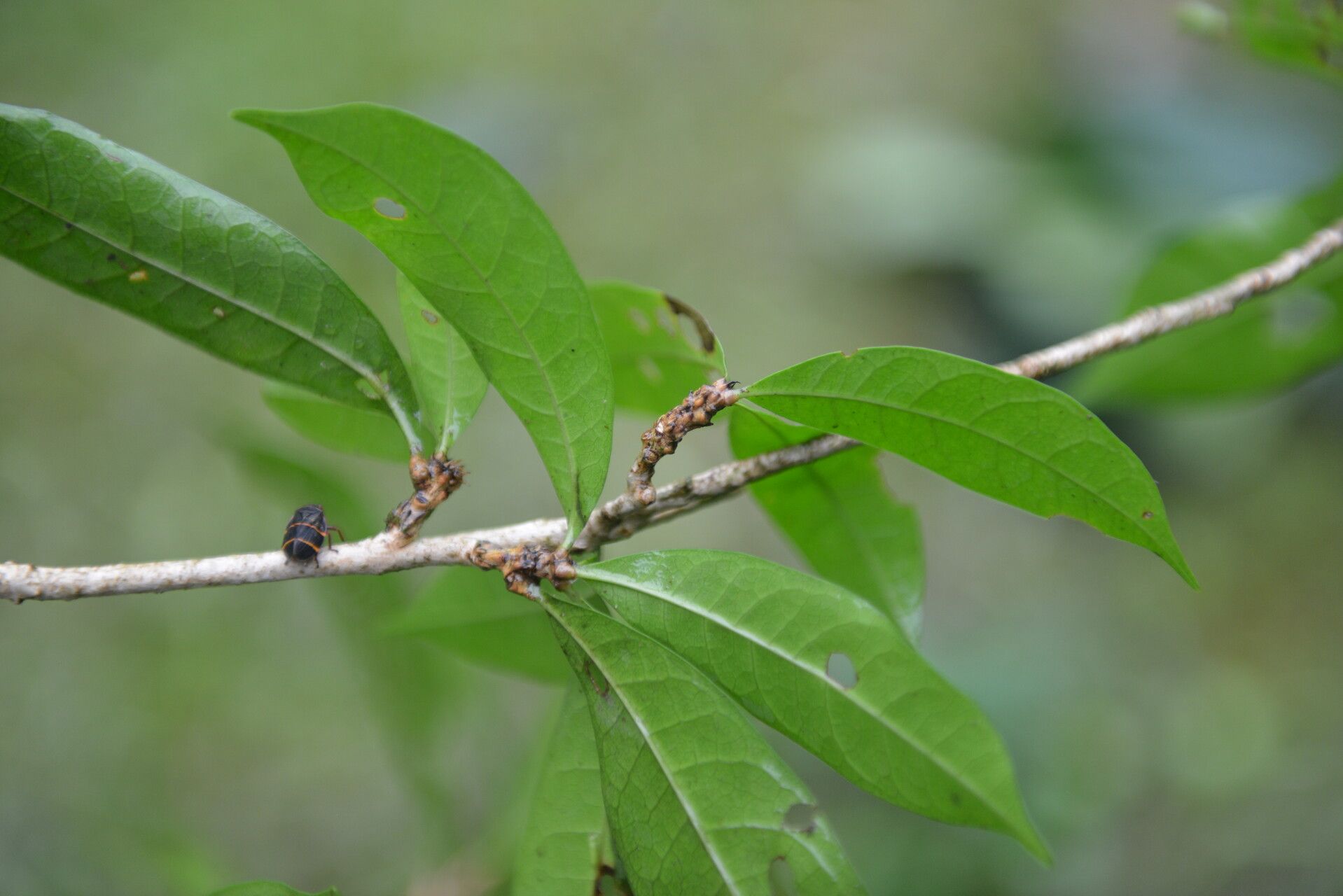 Amphitecna gentryi — related species from the same genus