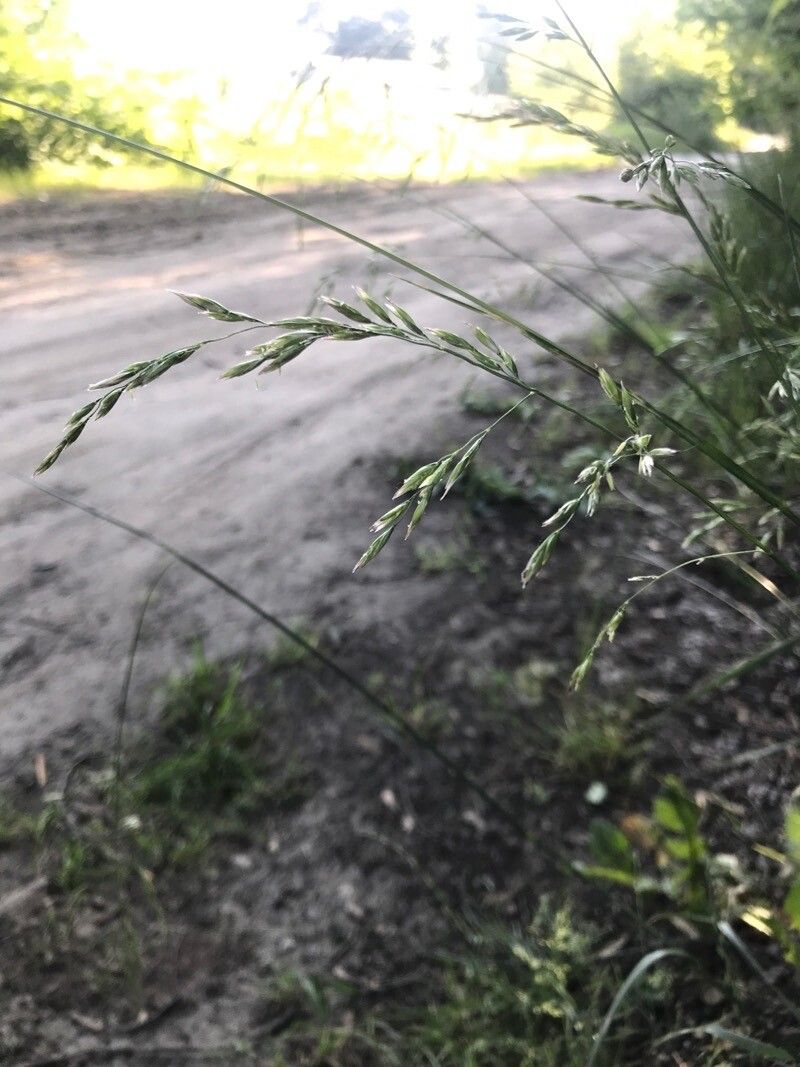 Festuca gigantea flower