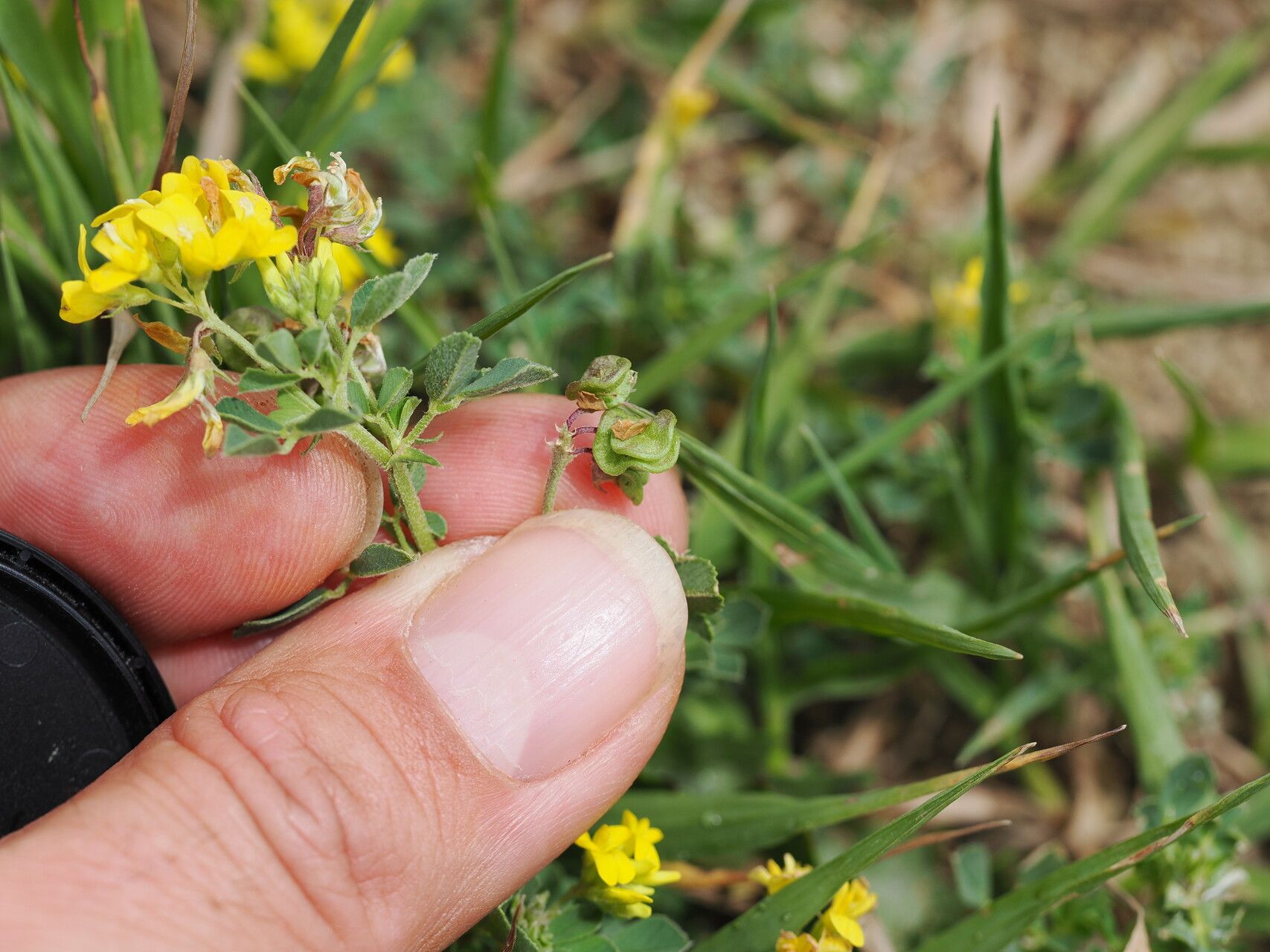 Medicago papillosa fruit