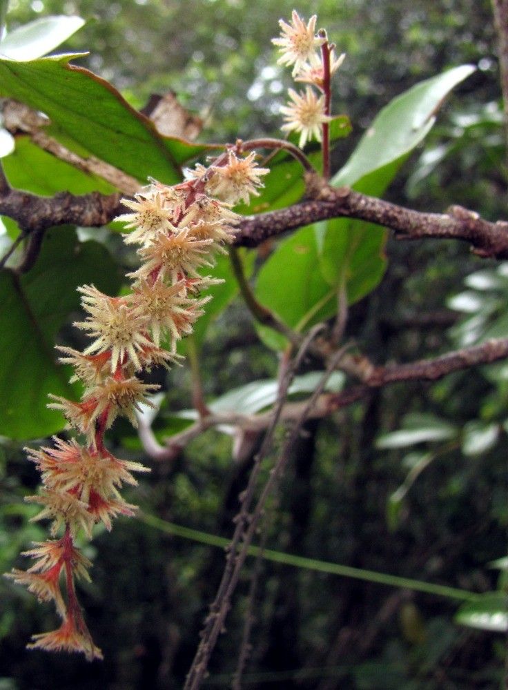 Homalium rubiginosum — search result for 'Salicaceae'
