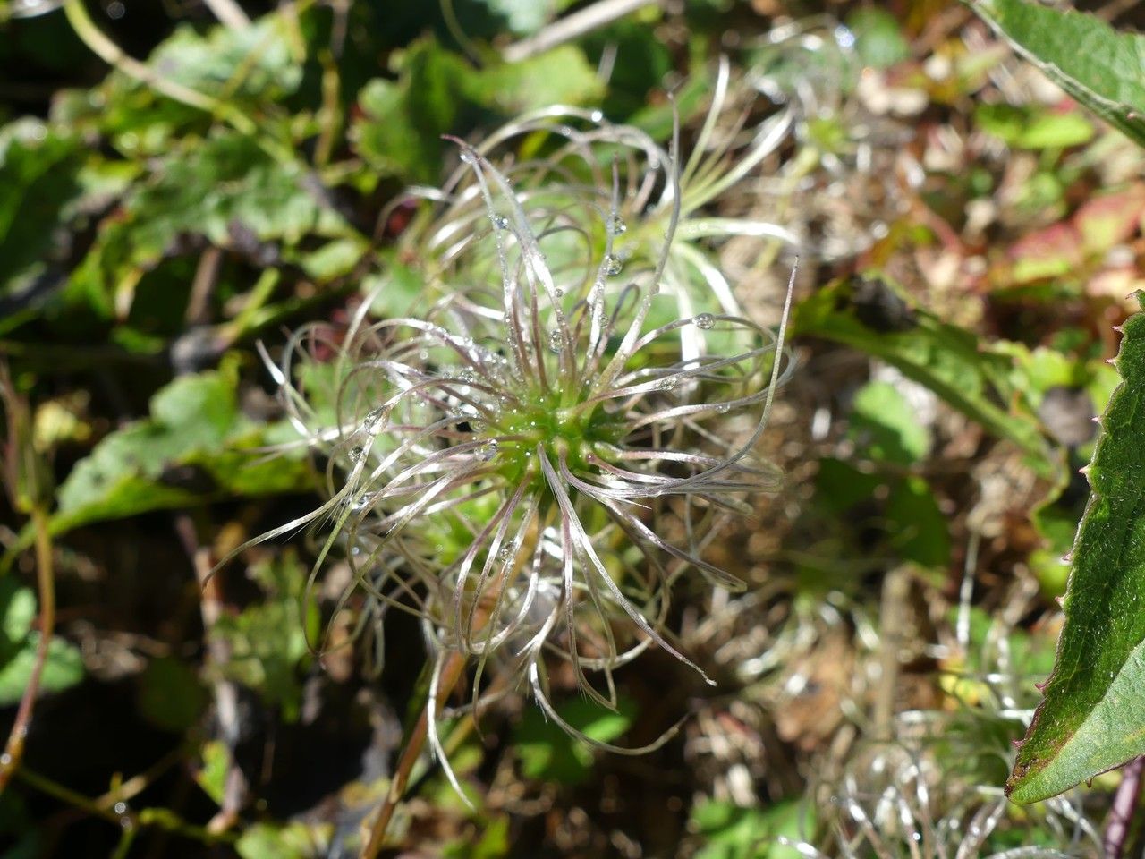 Clematis mauritiana fruit