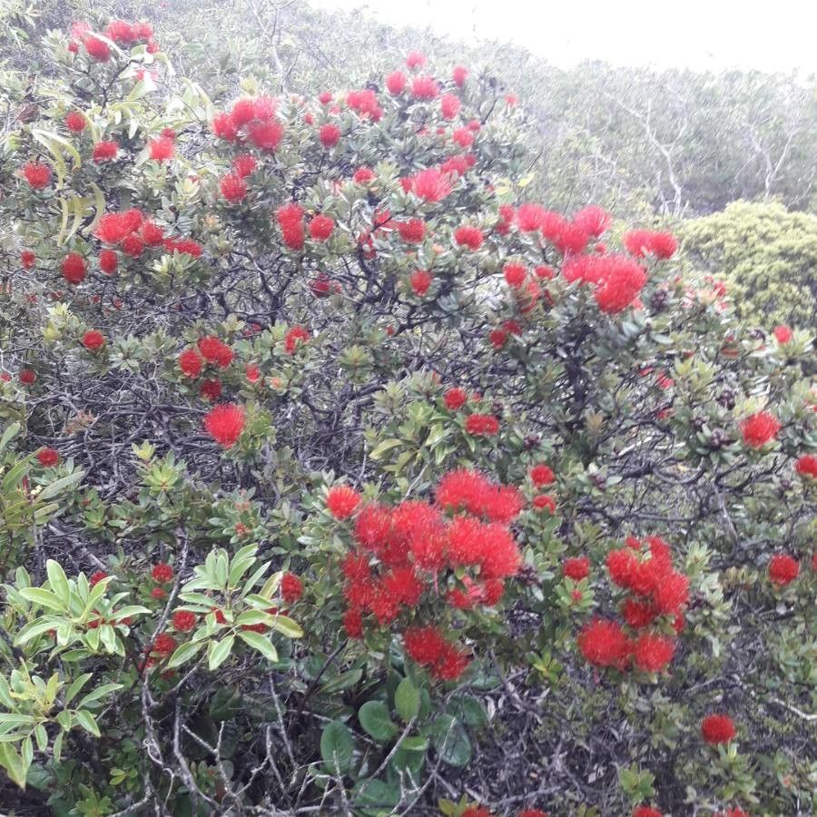 Purpureostemon ciliatus habit