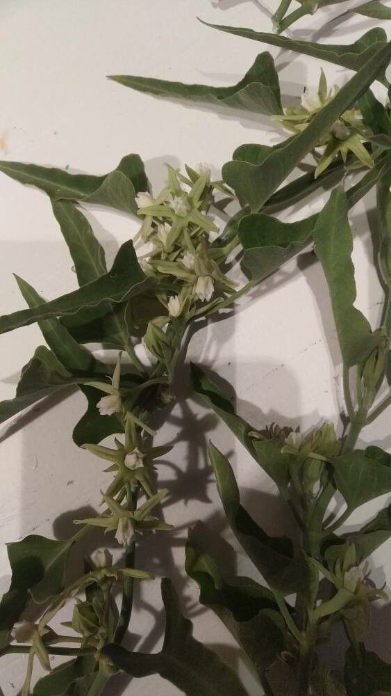 Araujia brachystephana flower