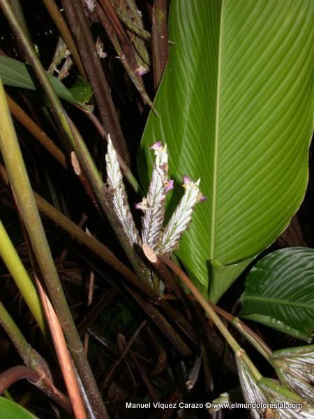 Pleiostachya pruinosa flower
