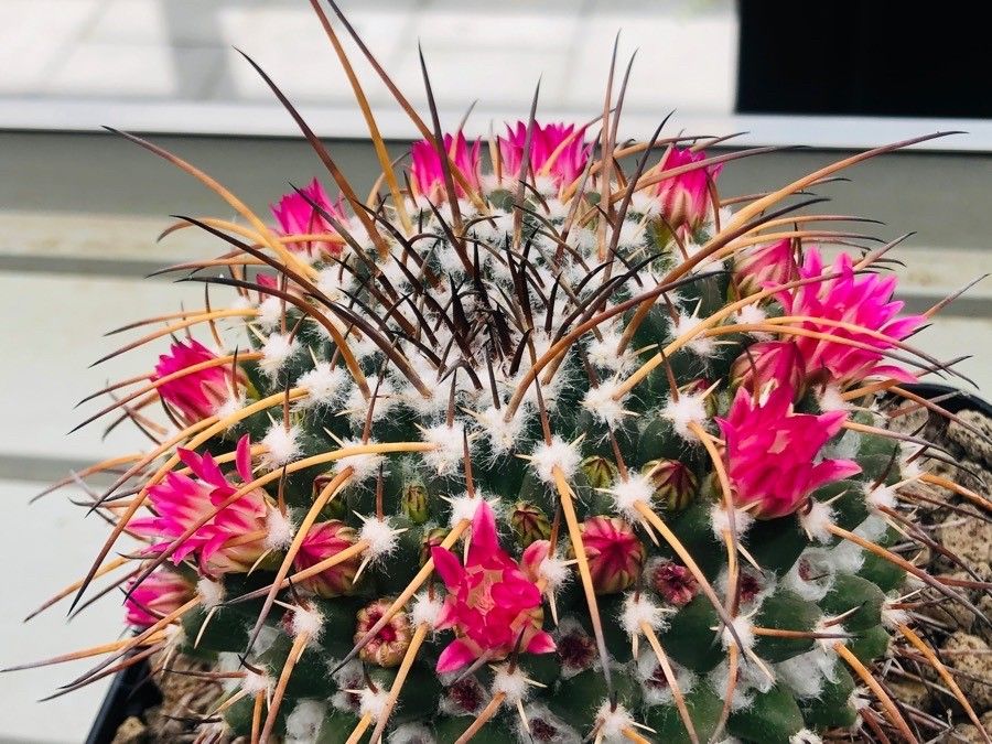 Mammillaria karwinskiana flower